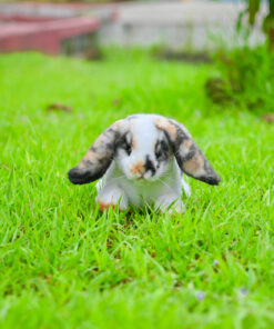 Holland Lop Rabbit Stuffed Animal Clone